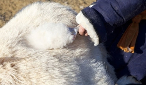 Засгийн шийдвэр ноолуурыг “блоклов”