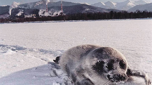 Байгал нуур 2020 онд тэсч үлдэх үү, аль эсвэл хордсон тэнгис болох уу?