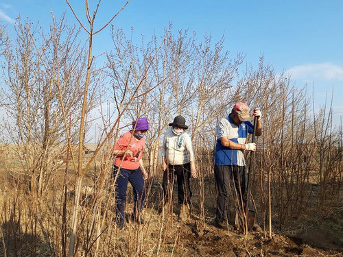 Нэг модноос жилд 30-50 кг чавга хураан авдаг