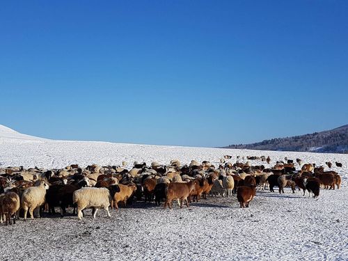 Улсын хэмжээнд отрын есөн бүсэд 664 мянган толгой мал өвөлжинө