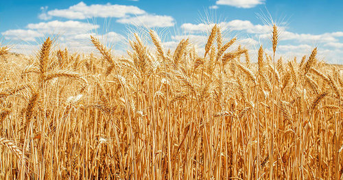 Гурван жил хэлэлцсэн хууль батлагдвал үрийн хэрэгцээгээ бүрэн хангана