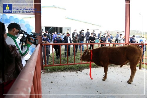 Малын үүлдэр угсааг сайжруулахад 17.5 тэрбум төгрөг зарцуулжээ