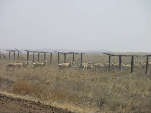 Хүзүүвчний тусламжтайгаар зээр болон бусад амьтдын нүүдлийг хянаж байна