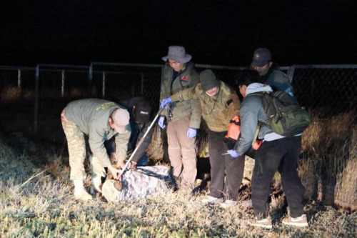 Баавгайг унтуулга буугаар нойрсуулж, суурьшлын бүсээс гаргажээ